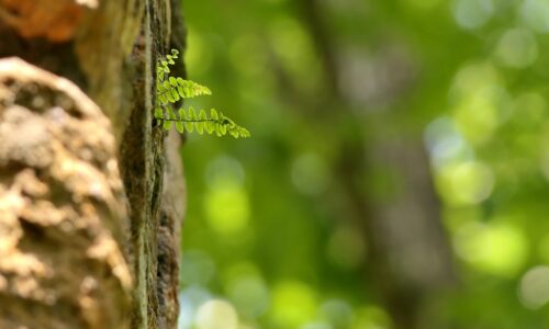 Cum să fii rezilient în fața provocărilor