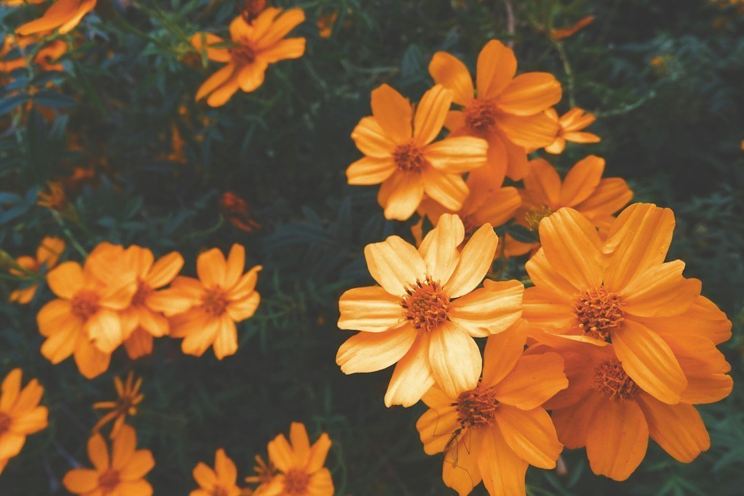 Photo gratitude