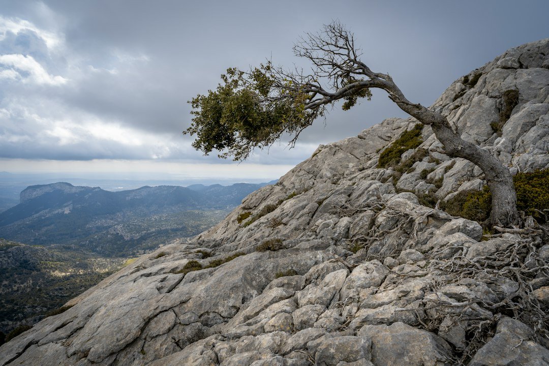 Photo resilience
